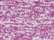 J. America 8616 Women’s Cosmic Fleece Hooded Sweatshirt - Magenta/ Neon Yellow - swatch