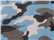 Badger 2181 Youth Camo T-Shirt - Columbia Blue - swatch