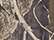 J. America 8615 Men's Polyester Tailgate Hooded Sweatshirt - Outdoor Camo - swatch