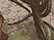 Kati LC10 Licensed Camo Cap - Realtree AP Green - swatch
