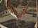 Kati LC10 Licensed Camo Cap - Realtree Max-5 - swatch