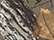 Kati LC10 Licensed Camo Cap - Realtree Xtra - swatch