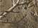 Kati LC15V Licensed Camo Hook-and-Loop Cap - Realtree Xtra - swatch