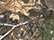 Kati LCB08 8" Licensed Camo Beanie - Realtree Edge - swatch