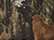 Kati LCB12 12" Licensed Camo Cuffed Beanie - Mossy Oak BreakUp - swatch