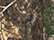 Kati LCB12 12" Licensed Camo Cuffed Beanie - Realtree Edge - swatch